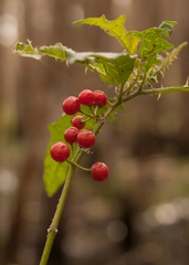 Solanum tampicense