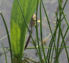 Anax parthenope