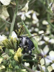 Tropinota squalida canariensis