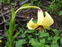 Lilium monadelphum