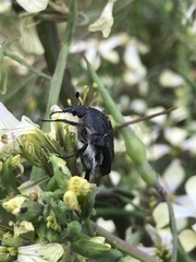 Tropinota squalida canariensis