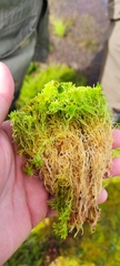 Sphagnum balticum