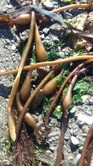 Macrocystis pyrifera