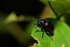 Platycorynus undatus