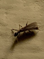 Oligotoma nigra