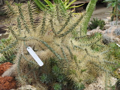 Cylindropuntia hystrix