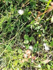 Stellaria graminea