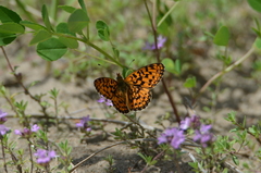 Boloria selenis