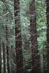 Sequoia sempervirens