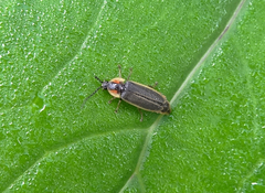 Photinus indictus