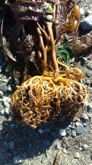 Macrocystis pyrifera