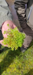 Sphagnum balticum