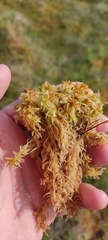 Sphagnum majus