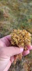 Sphagnum majus