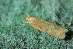 Helcystogramma arulensis
