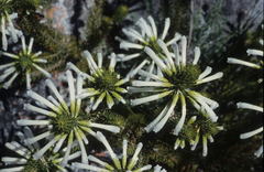 Erica thomae thomae