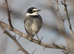 Lanioturdus torquatus