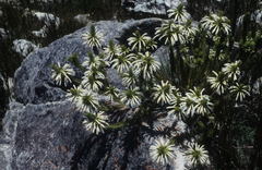 Erica thomae thomae
