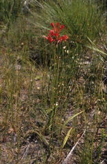 Tritoniopsis triticea