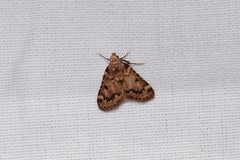 Aglossa disciferalis