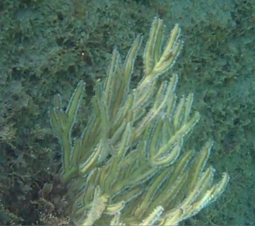 Pterogorgia citrina