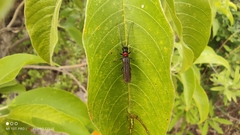 Phaea erinae