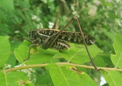 Decticus verrucivorus