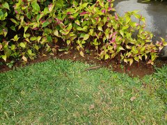 Eutropis multifasciata