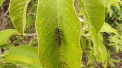 Phaea erinae