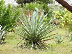 Agave fourcroydes