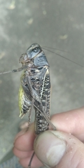 Decticus verrucivorus