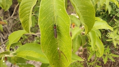 Phaea erinae