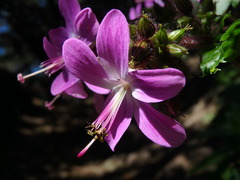 Geranium reuteri image