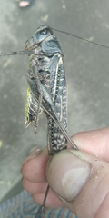 Decticus verrucivorus