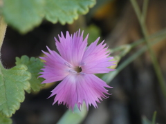 Dianthus longicaulis
