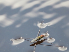 Limnochares aquatica