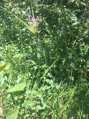 Allium carinatum pulchellum