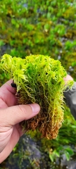 Sphagnum obtusum