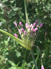 Allium carinatum pulchellum