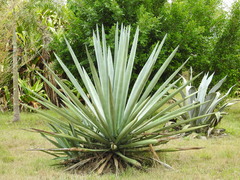 Agave fourcroydes