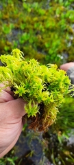 Sphagnum obtusum