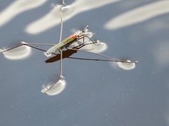 Limnochares aquatica