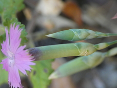 Dianthus longicaulis