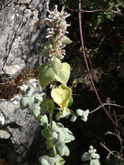 Pseudodictamnus hispanicus