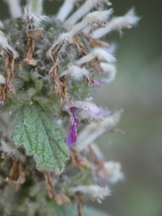 Pseudodictamnus hispanicus