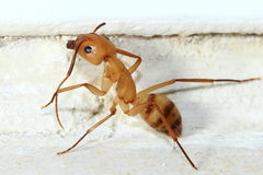 Camponotus conspicuus