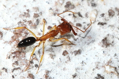 Odontomachus insularis