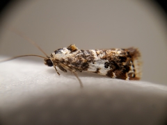 Ponometia corrientes