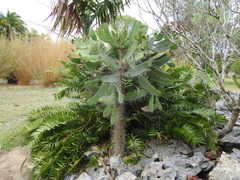 Consolea moniliformis