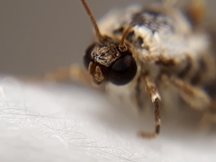 Ponometia corrientes